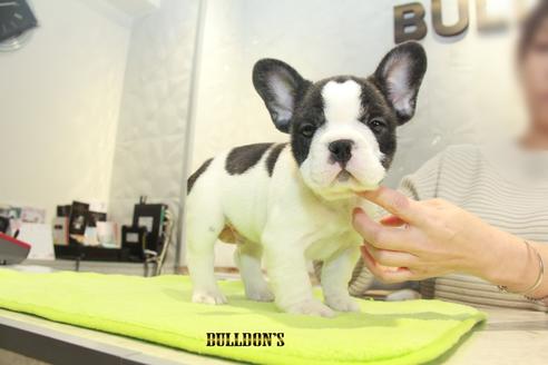 成約済の東京都のフレンチブルドッグ-90432の3枚目