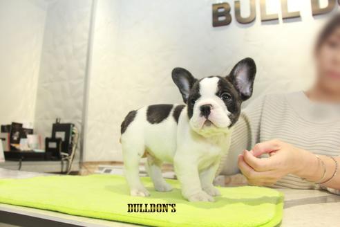 成約済の東京都のフレンチブルドッグ-90432の2枚目