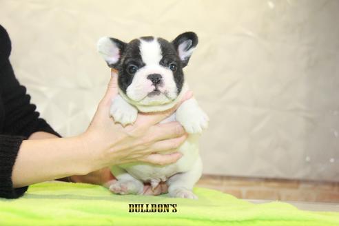 成約済の東京都のフレンチブルドッグ-90434の1枚目