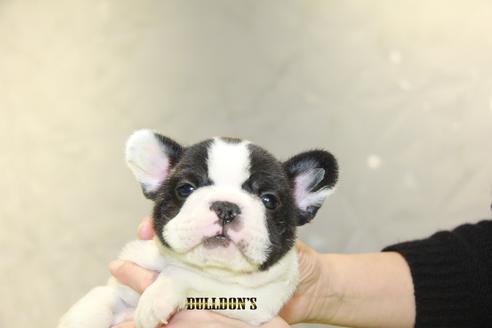 成約済の東京都のフレンチブルドッグ-90434の5枚目