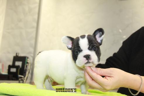 成約済の東京都のフレンチブルドッグ-90434の3枚目