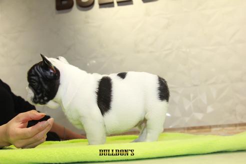 成約済の東京都のフレンチブルドッグ-90434の2枚目