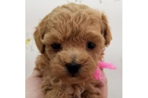 成約済の東京都のミックス犬-90435の1枚目
