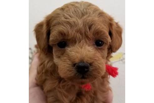 成約済の東京都のミックス犬-90436の1枚目