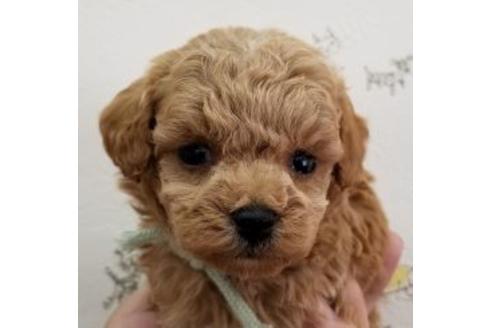 成約済の東京都のミックス犬-90438の1枚目