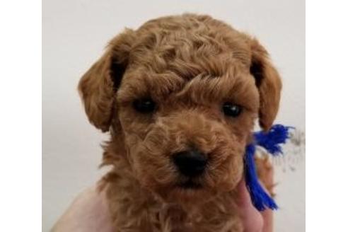 成約済の東京都のミックス犬-90439の1枚目