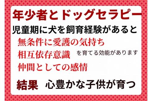 成約済の秋田県のトイプードル-90180の22枚目