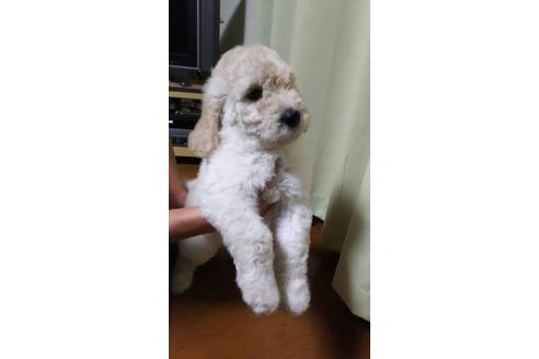 成約済の埼玉県のミックス犬-84550