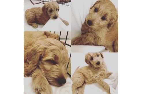 成約済の埼玉県のミックス犬-90491の1枚目