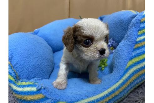 成約済の栃木県のキャバリアキングチャールズスパニエル-90504の8枚目