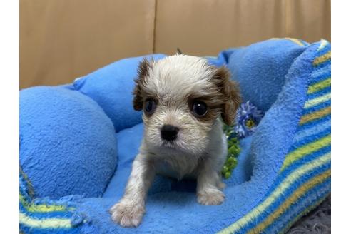 成約済の栃木県のキャバリアキングチャールズスパニエル-90504の7枚目