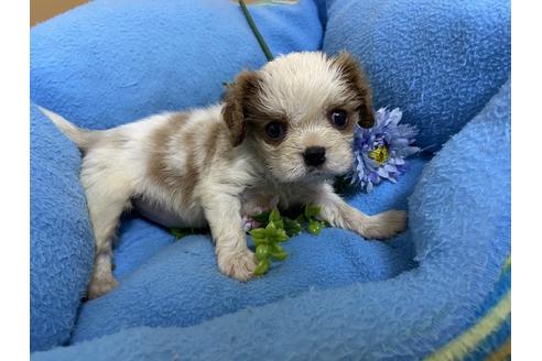 成約済の栃木県のキャバリアキングチャールズスパニエル-90504の6枚目