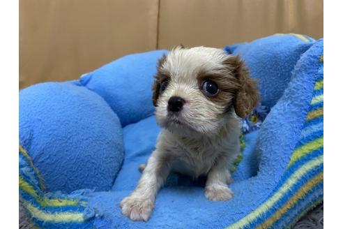 成約済の栃木県のキャバリアキングチャールズスパニエル-90504の5枚目