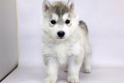 栃木県のシベリアンハスキー 男の子 01 05生まれ シルバー ホワイト 子犬id ブリーダーナビ