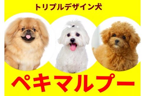 秋田県のマルプー 女の子 01 16生まれ ペキマルプー しつけ済子犬販売 セラピー犬 としてお迎えください 子犬id ブリーダーナビ