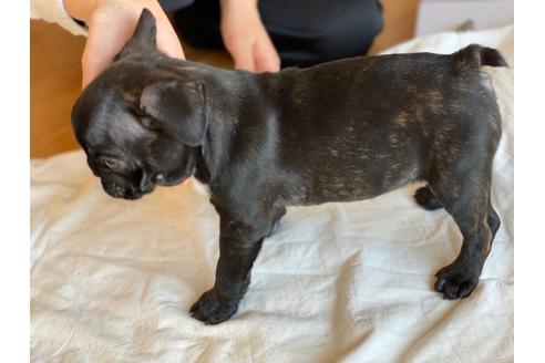 ブリーダー 重田 フレブル