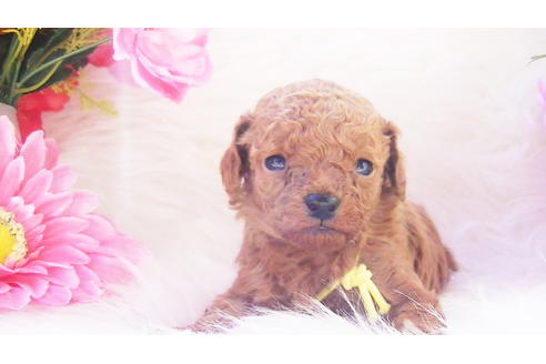 成約済の福岡県のティーカッププードル-89012の15枚目