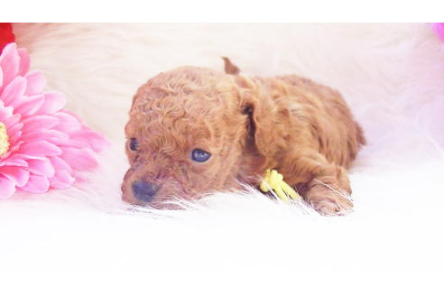 成約済の福岡県のティーカッププードル-89012の14枚目