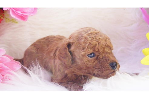 成約済の福岡県のティーカッププードル-89012の13枚目