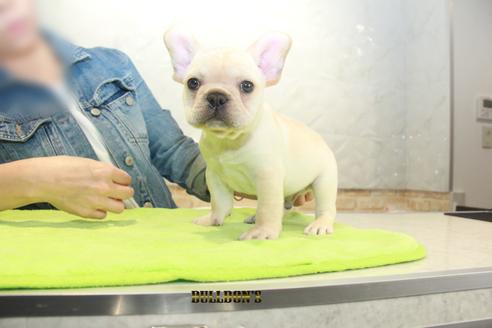 成約済の東京都のフレンチブルドッグ-90544の1枚目