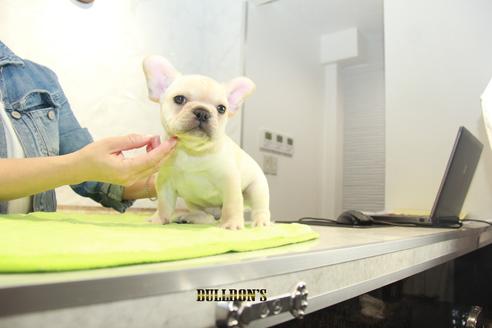 成約済の東京都のフレンチブルドッグ-90544の5枚目