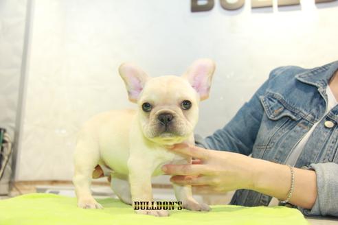 成約済の東京都のフレンチブルドッグ-90544の4枚目