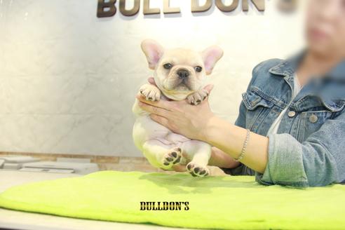 成約済の東京都のフレンチブルドッグ-90544の3枚目