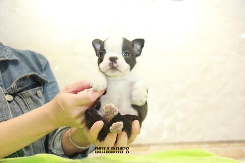 成約済の東京都のボストンテリア-90546の5枚目