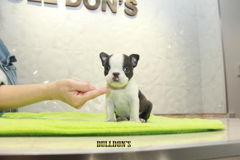 成約済の東京都のボストンテリア-90546の3枚目