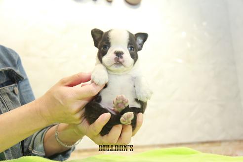 成約済の東京都のボストンテリア-90546の2枚目