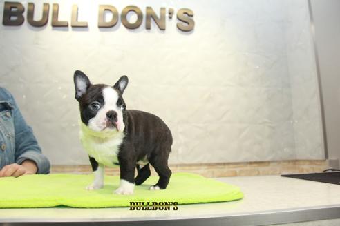 成約済の東京都のボストンテリア-90547の1枚目