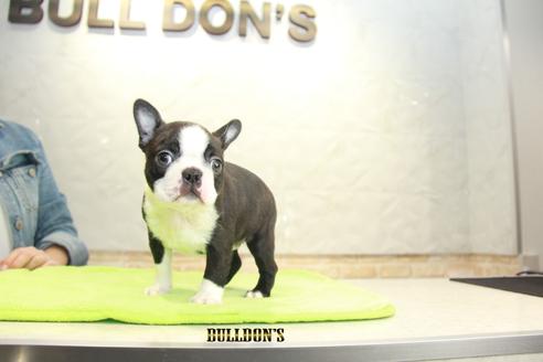 成約済の東京都のボストンテリア-90547の5枚目