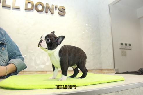 成約済の東京都のボストンテリア-90547の4枚目