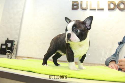 成約済の東京都のボストンテリア-90547の3枚目