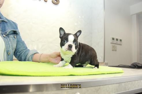 成約済の東京都のボストンテリア-90547の2枚目