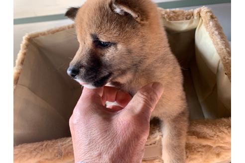 成約済の茨城県の豆柴-88943の2枚目