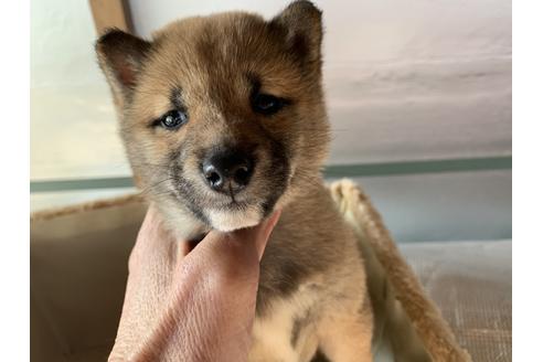 成約済の茨城県の豆柴-89697の1枚目
