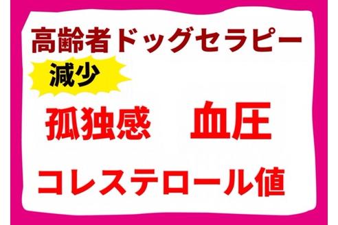 成約済の秋田県のミックス犬-90561の3枚目