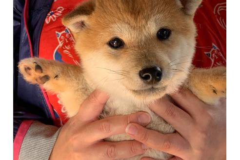 成約済の茨城県の柴犬-90567の1枚目