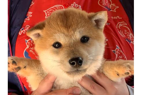 成約済の茨城県の柴犬-90567の3枚目