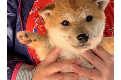 成約済の茨城県の柴犬-90567の2枚目