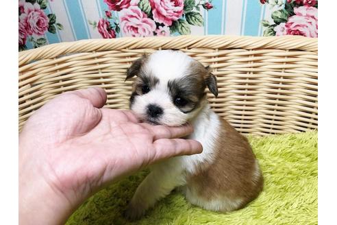 成約済の秋田県のマルシーズー:マルチーズ×シーズー-90566の4枚目