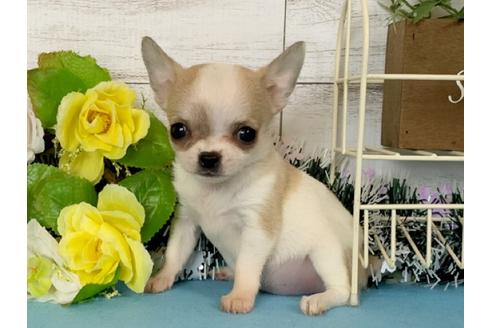 秋田県のスムースコートチワワ 女の子 01 03生まれ ホワイト フォーン 子犬id 854 ブリーダーナビ