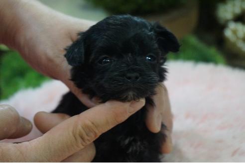 成約済の京都府のミックス犬-90691の3枚目
