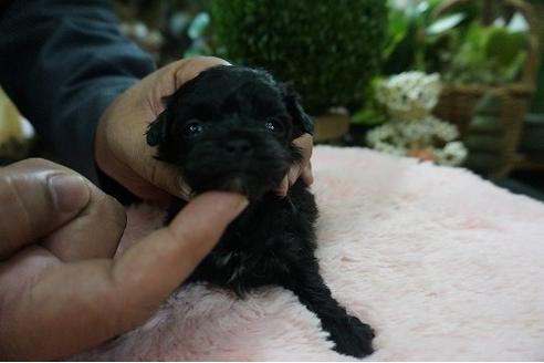 成約済の京都府のミックス犬-90691の2枚目