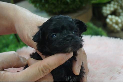 成約済の京都府のミックス犬-90691の1枚目