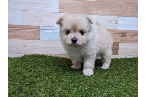 東京都のミックス犬 女の子 2020 01 11生まれ ちょこんと小さな折れ耳と まんまると大きな目がチャームポイントなチワビジション チワワ ビションフリーゼ ポメラニアンの子犬です 子犬id 90693 ブリーダーナビ
