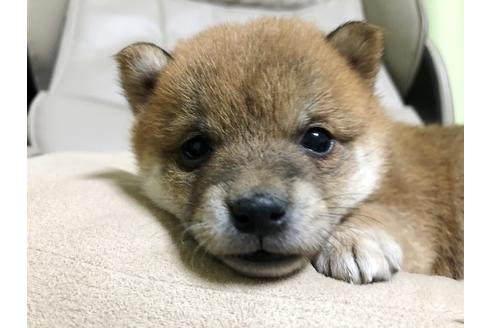 成約済の秋田県の豆柴-89190の12枚目