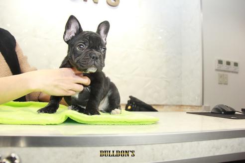 成約済の東京都のフレンチブルドッグ-90724の3枚目