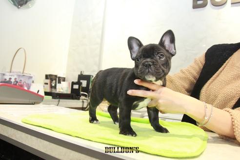成約済の東京都のフレンチブルドッグ-90724の2枚目